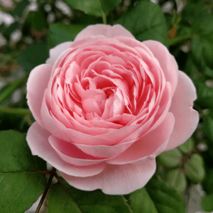 Rose 300